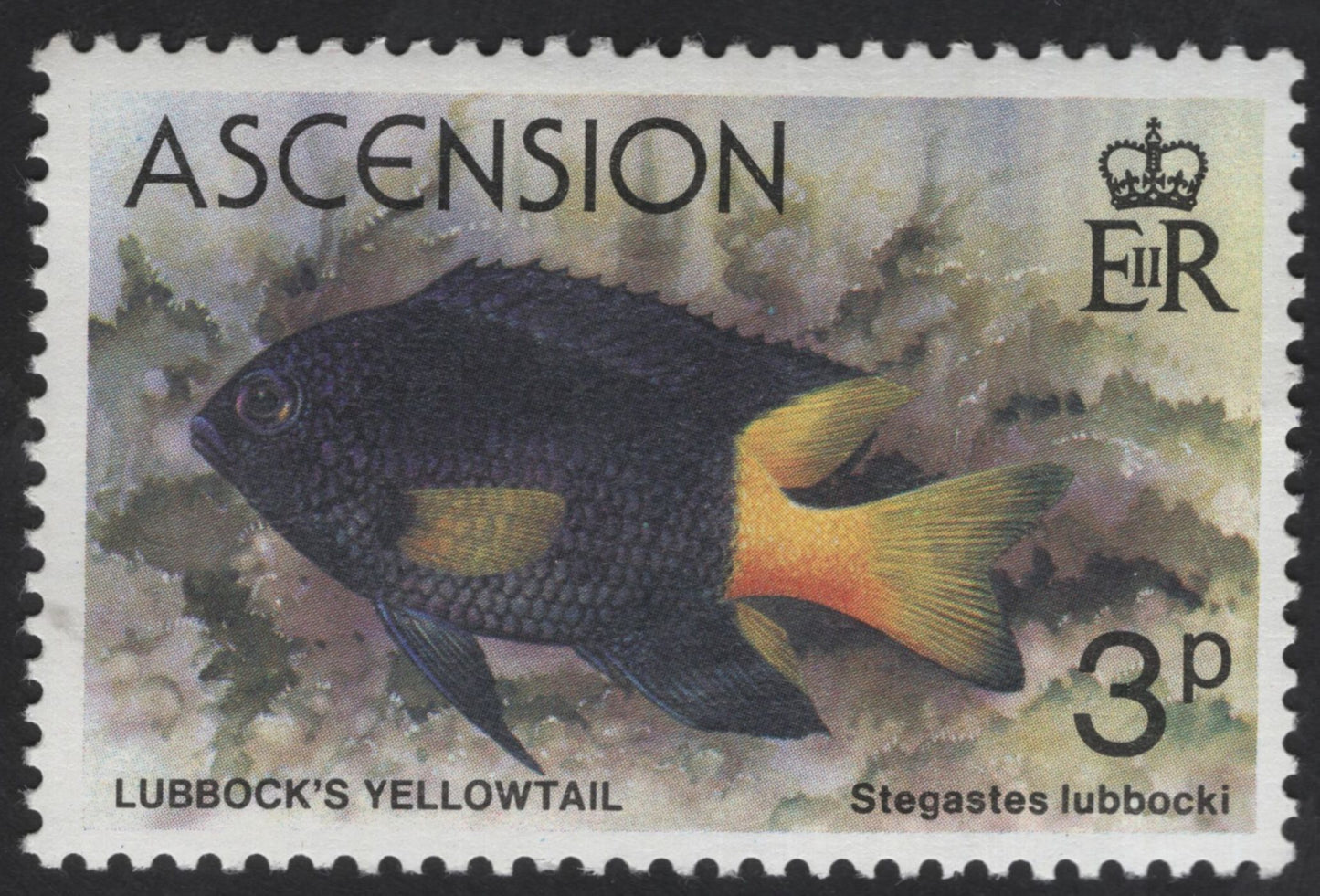 SCG13481 - Ascension Island Marine Fish Stamps – Lubbock’s Yellowtail & Marmalade Razorfish