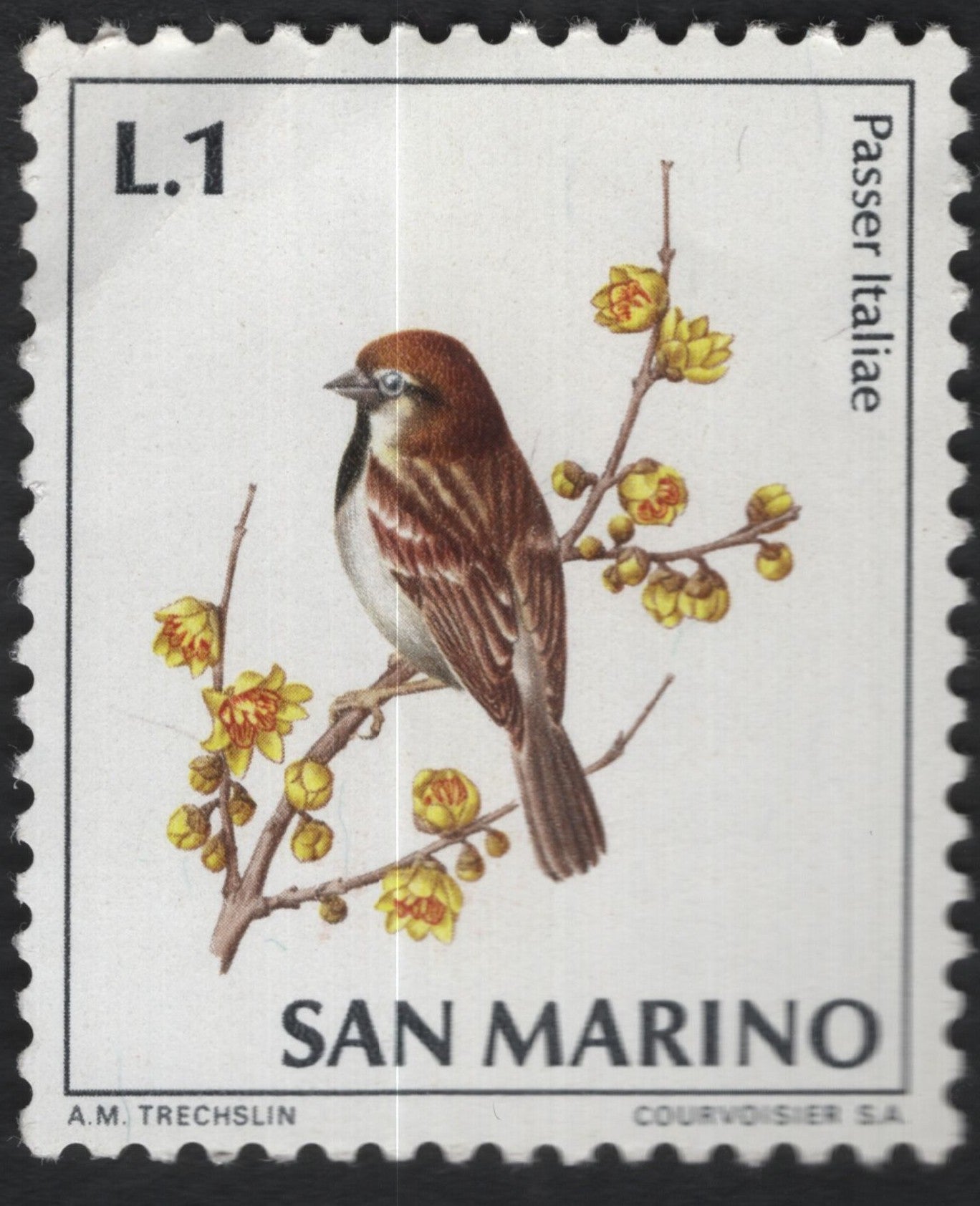 SCG11117 - San Marino – Italian Sparrow (Passer italiae) on Blossoming Branch, L.1