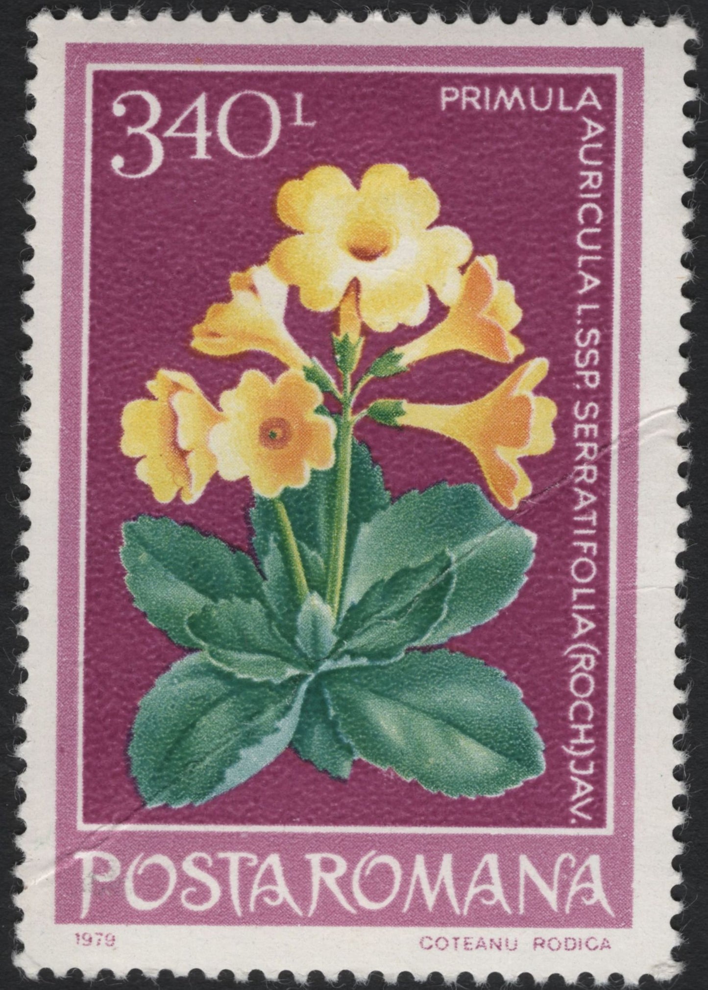 SCG10963 - Romania 1979 – Alpine & Coastal Flora (Primula auricula & Convolvulus persicus) – Pair