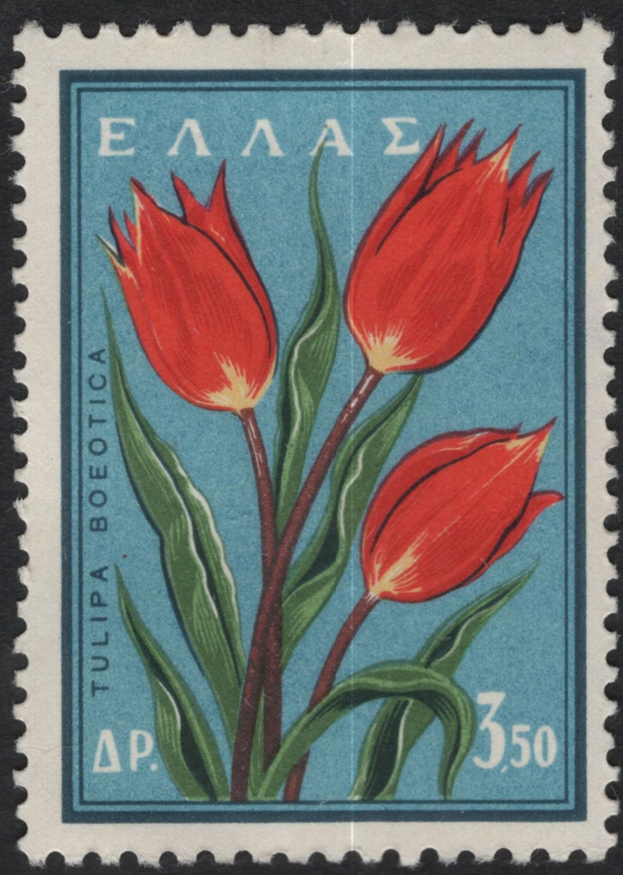 SCG11187 - 🇬🇷 Greece – Native Flora Definitives (Flowers of Greece) – 1954