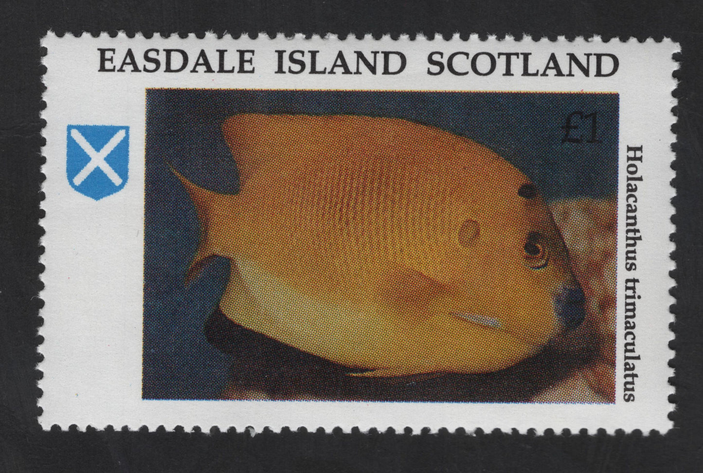SCG13507 - Easdale Island Scotland £1 Marine Life Stamp – Holacanthus trimaculatus Angelfish