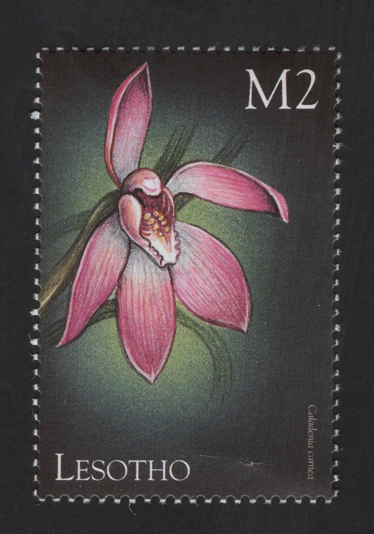SCG13344 - Lesotho M2 Calanthe carnosa Orchid Stamp