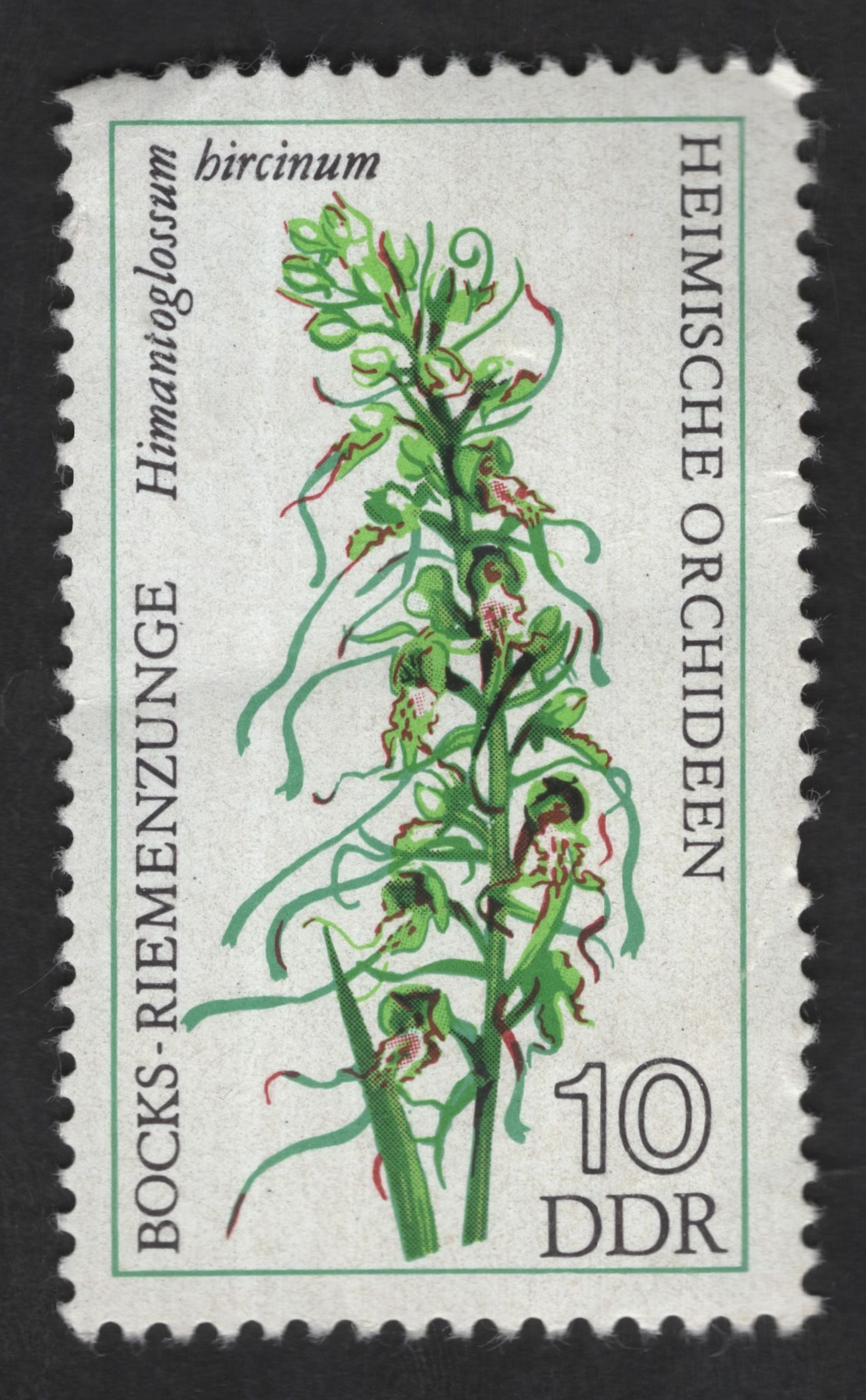 SCG12784 - DDR 10 Pfennig Native Orchids – Himantoglossum hircinum (Lizard Orchid)