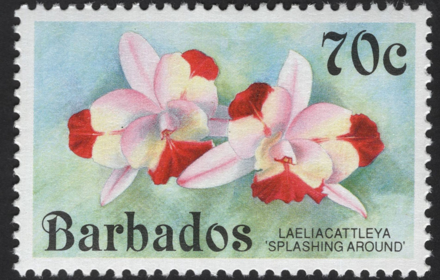 SCG12217 - Barbados Orchid Definitives – Epidendrum and Cattleya Series