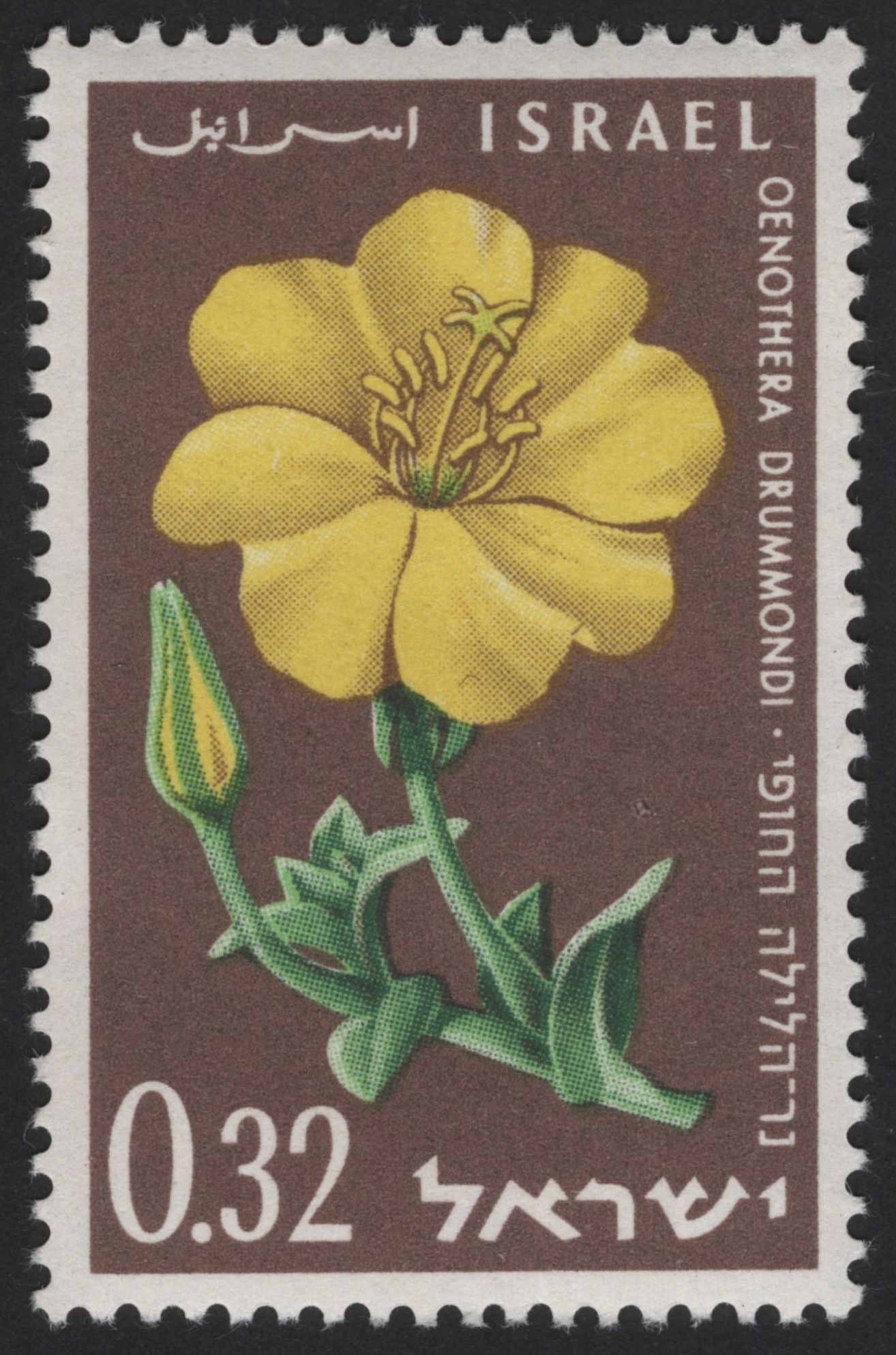 SCG12118 - Israel Wild Flowers Definitive Series – Oenothera & Pancratium