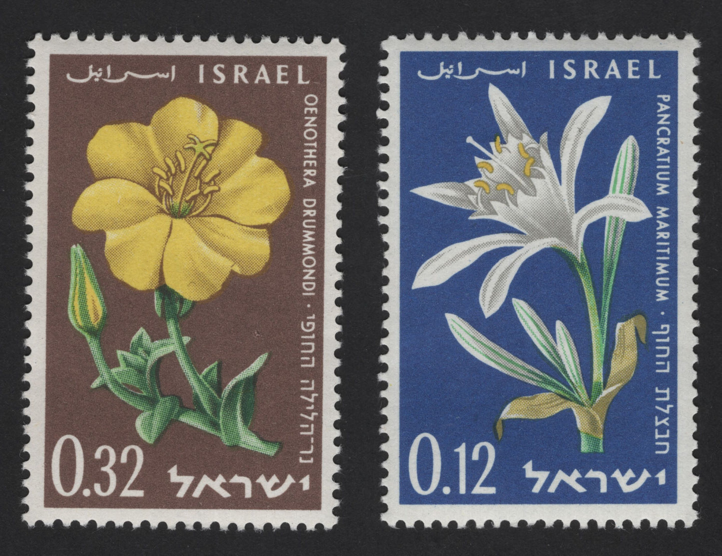 SCG12118 - Israel Wild Flowers Definitive Series – Oenothera & Pancratium