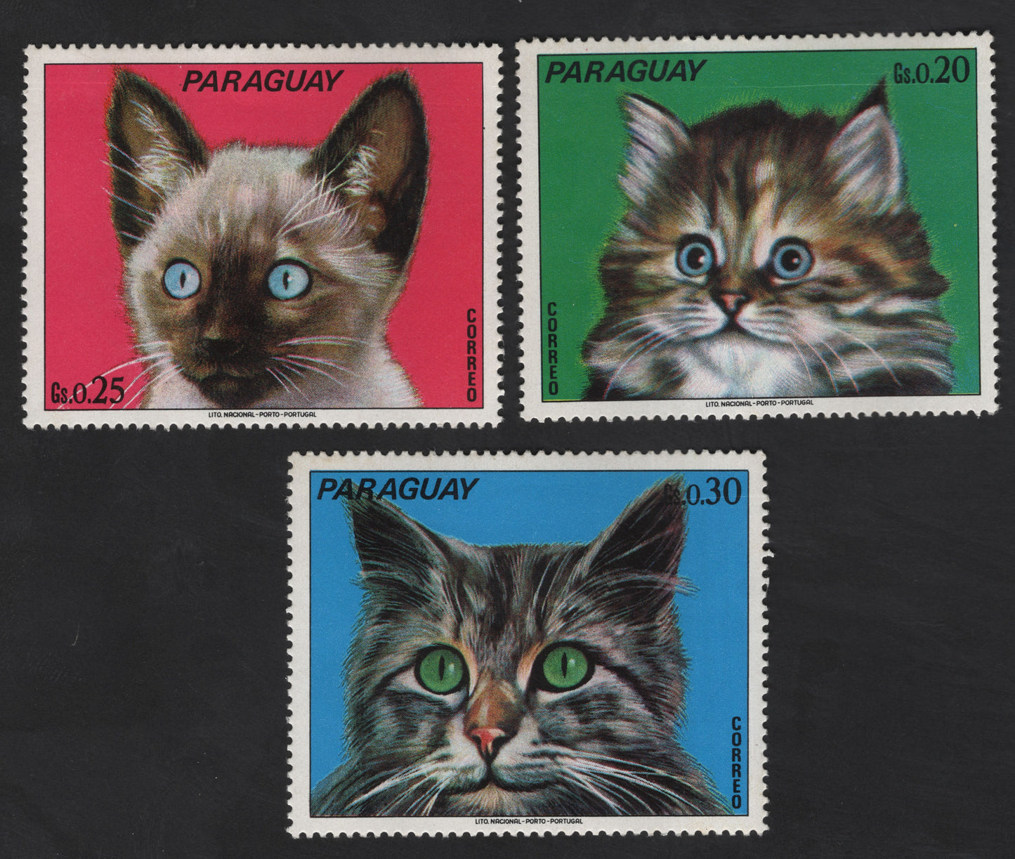 SCG12318 -   Paraguay 1970s Kittens Series – Domestic Cat Portrait Set