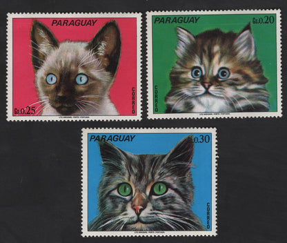 SCG12318 -   Paraguay 1970s Kittens Series – Domestic Cat Portrait Set