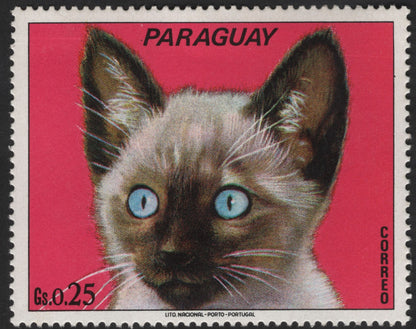 SCG12318 -   Paraguay 1970s Kittens Series – Domestic Cat Portrait Set