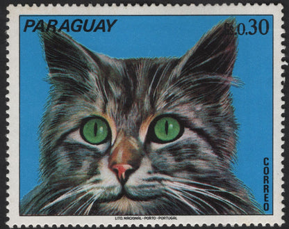 SCG12318 -   Paraguay 1970s Kittens Series – Domestic Cat Portrait Set