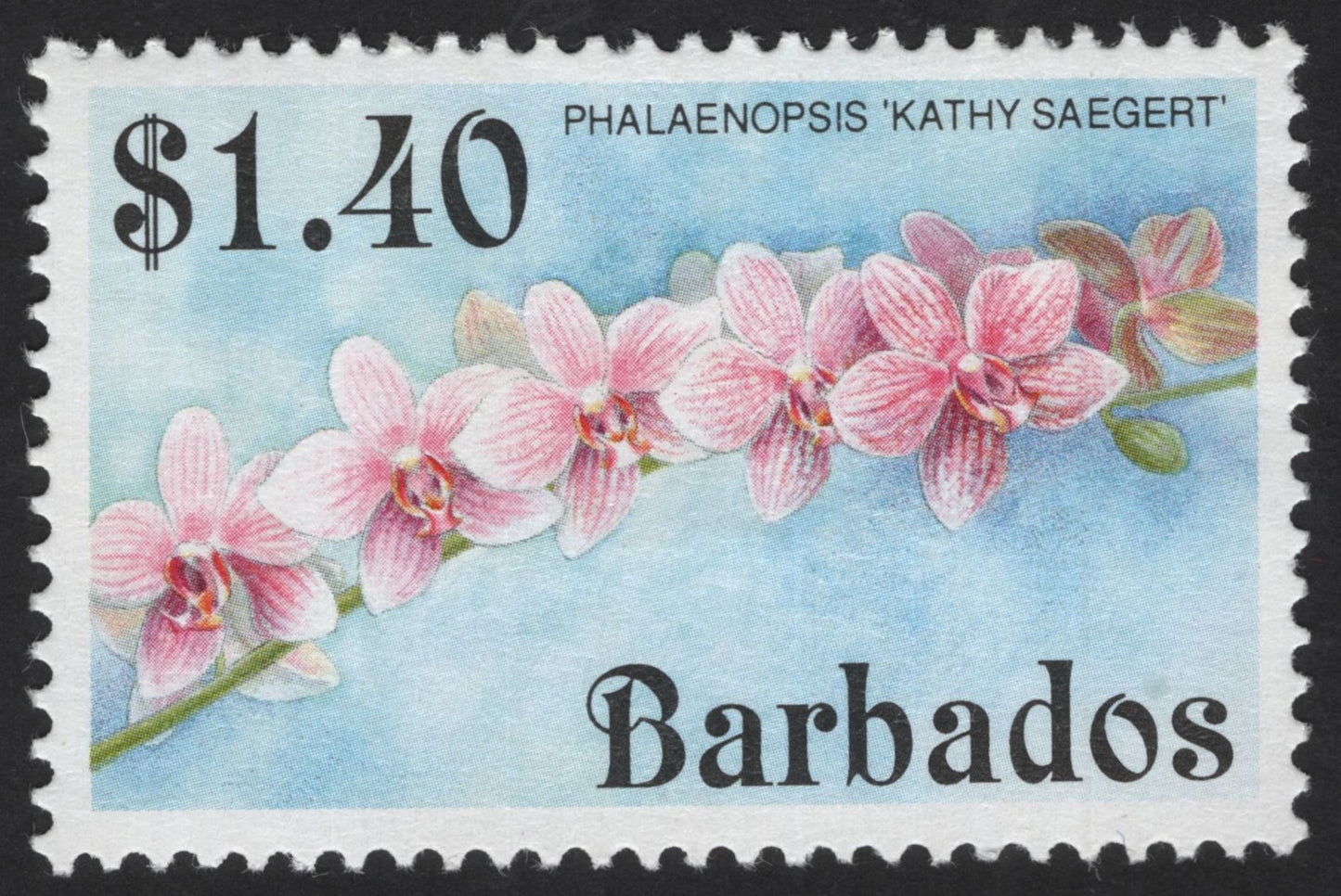 SCG12190 - Barbados Phalaenopsis “Kathy Saegert” Orchid – Floral Issue